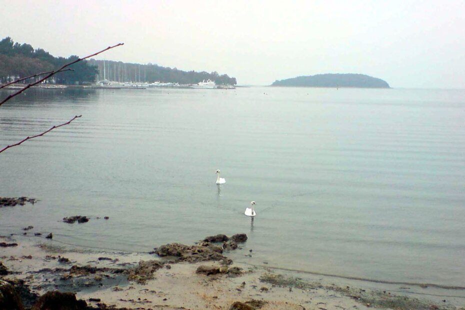 Labudovi na Perilima