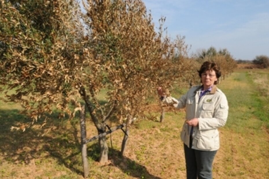 Stabla masline u Ližnjanu spaljena zbog suše i vjetra
