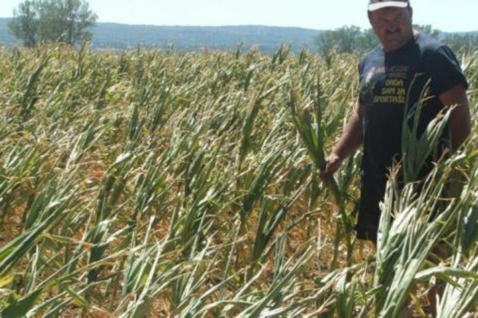 Kukuruz je trebao biti visok 2 metra (R. S.)