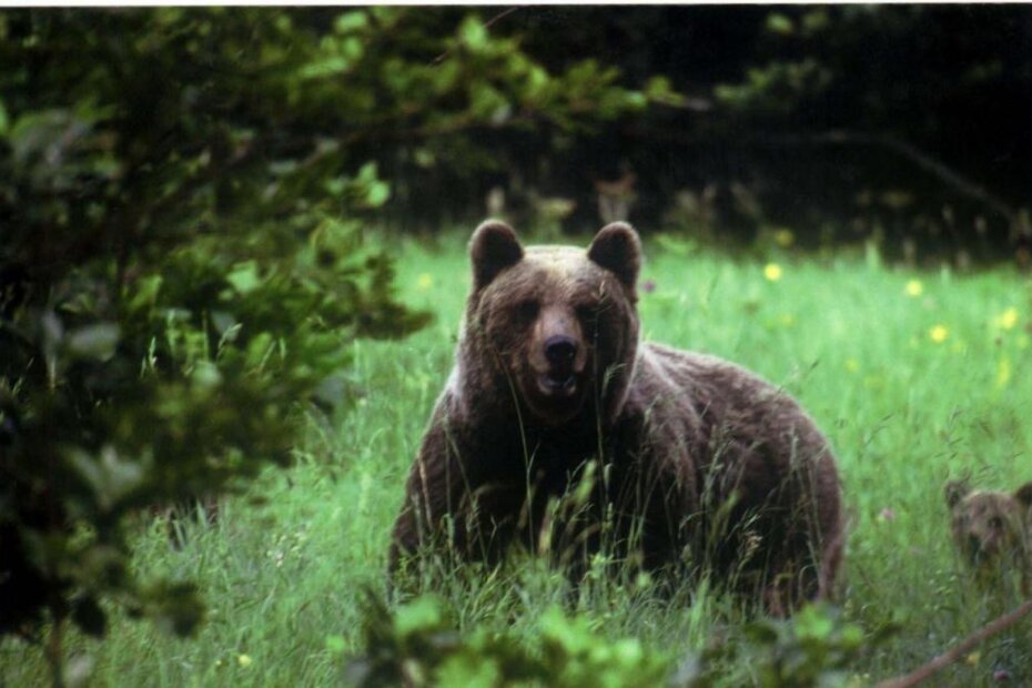 Po tragovima riječ je o medvjedici s mladunčadi (arhiva NL)