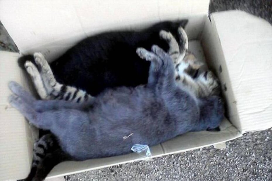 Otrovane mačke (udruga Fenix)