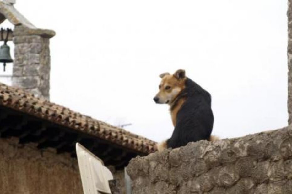 Ubojstvo Miška zgrozilo je javnost (D. ŠTIFANIĆ)