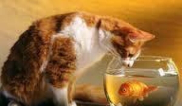 Murphy - peti put!