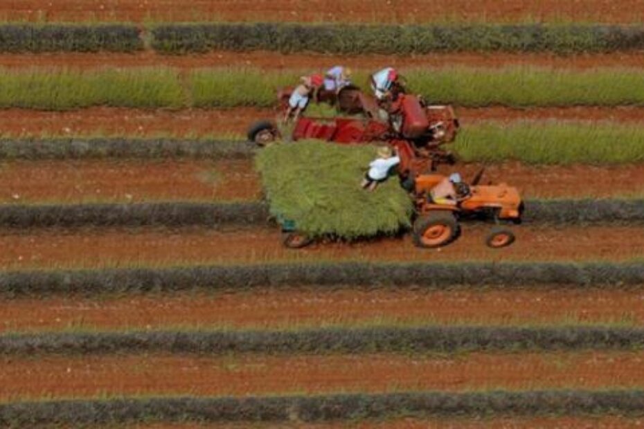 U Istri ima 46 tisuća hektara obradivog državnog poljoprivrednog zemljišta (M. MIJOŠEK/arhiva)