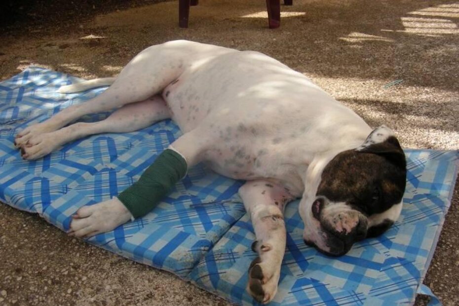 Buldogica Lee sedam je dana primala infuziju