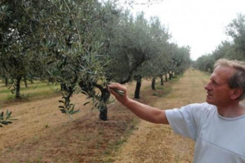 Edi Družetić iz Agroprodukta uspio je sačuvati urod od napada svrdlaša (Dejan ŠTIFANIĆ)
