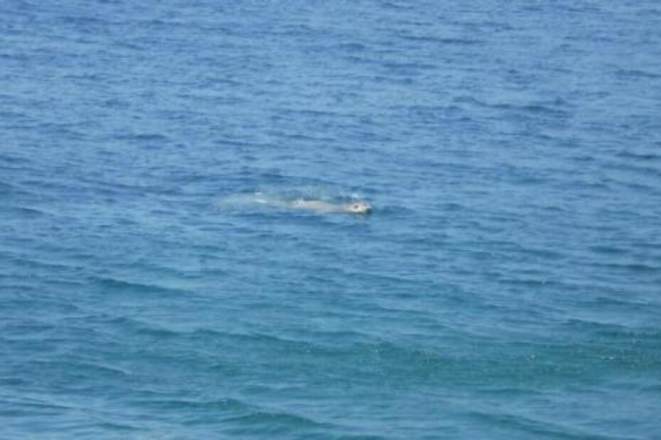 Vatrogasci su spasili od vatre 80 košnica (M. SARDELIN)