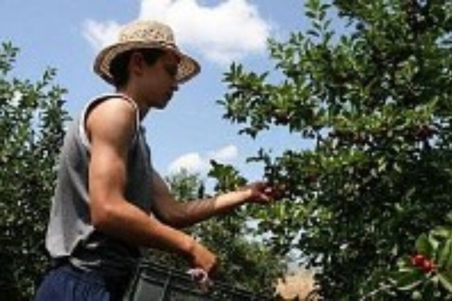 Ilustracija: agroklub.hr