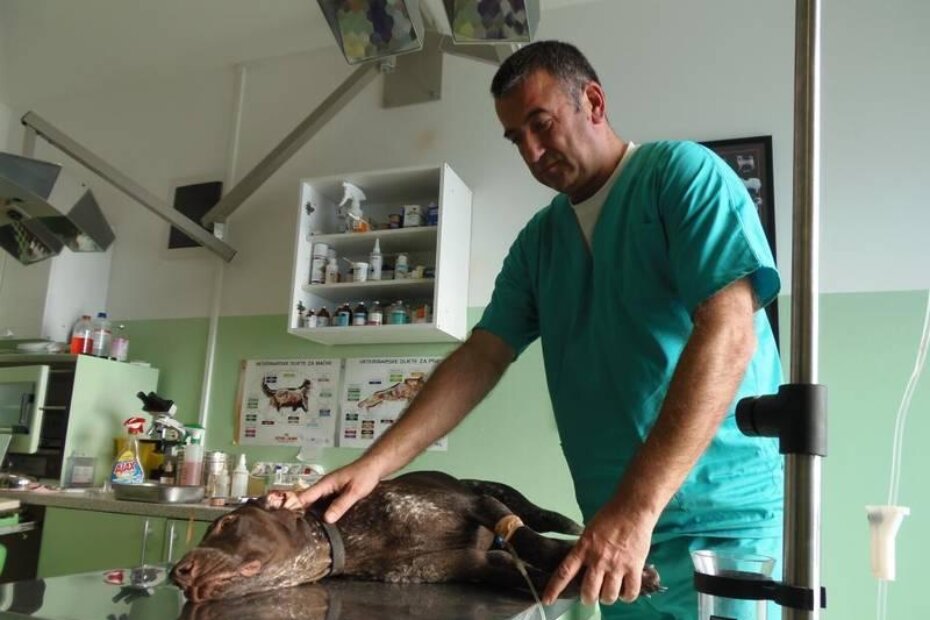 Veterinar uz otrovanog njemačkog ptičara (G. ČALIĆ ŠVERKO)