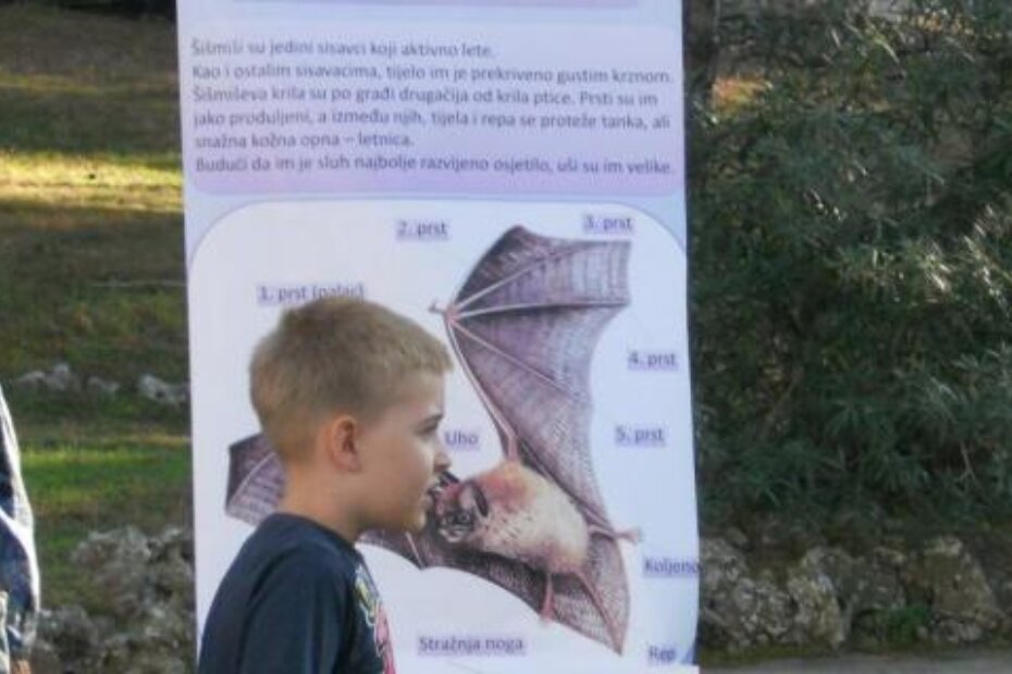 Sve o šišmišima na Brijunima (P. SOFTIĆ)