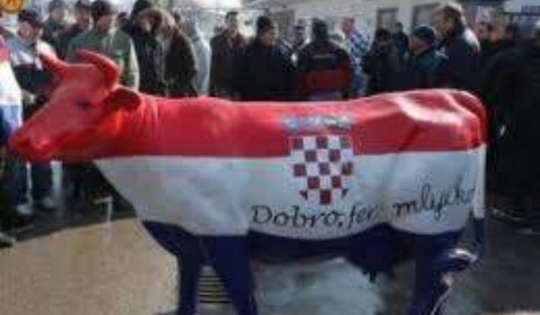 Proizvodnja mlijeka pala za trećinu