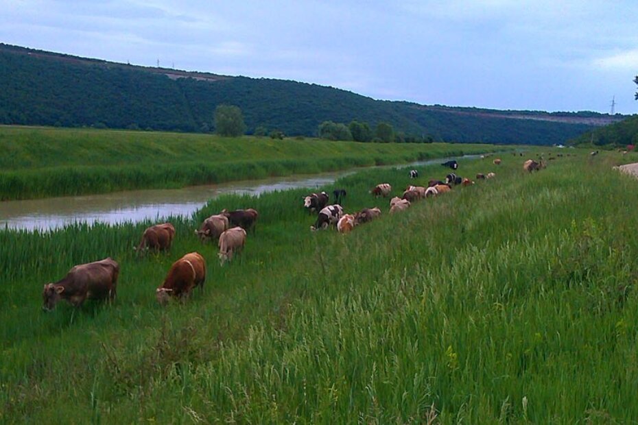 Pašnjaci uz rijeku Mirnu jamac su kvalitete mlijeka koje nudi obitelj Kocijančić