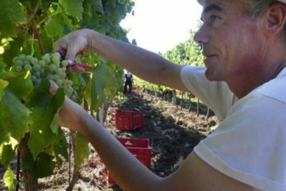 Berba malvazije u Kozlovićevom vinogradu