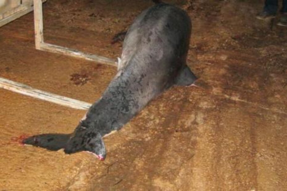 Pronađen mrtvi delfin (izvor JVP ROVINJ)