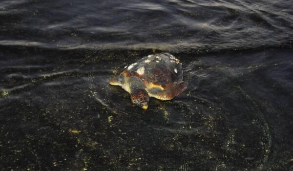 Uginula morska kornjača doplutala do porečke luke