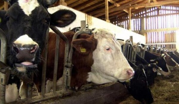 U Hrvatskoj sve manje mlijeka, farmeri u panici