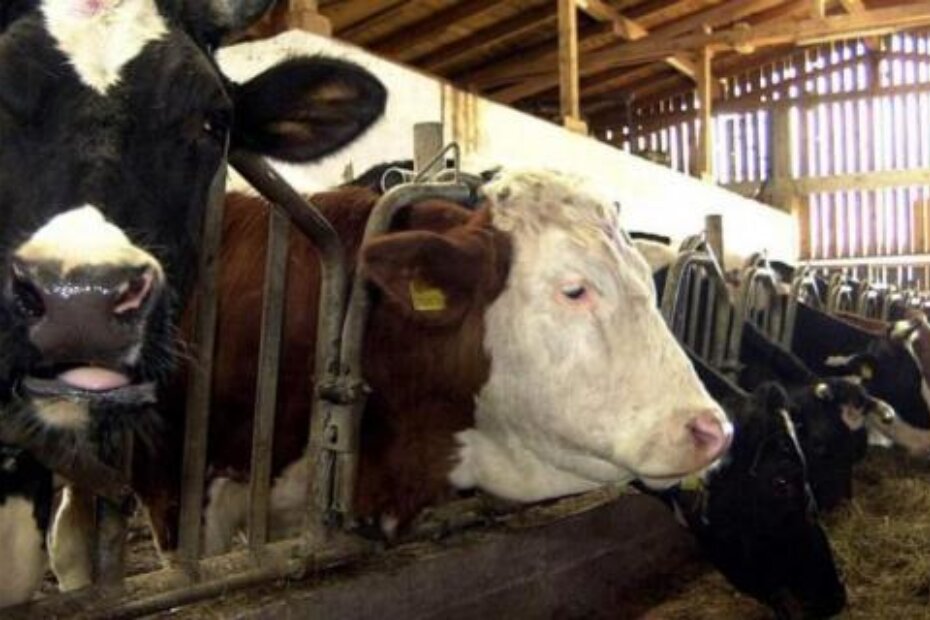 Otkupna cijena mlijeka raste, ali su i davanja sve veća (arhiva NL)