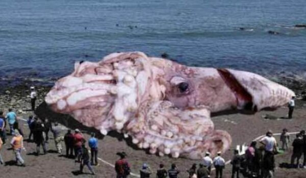 Hoax: Gigantska lignja na obali Kalifornije