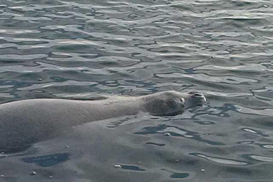 Sredozemna medvjedica u Vrsaru