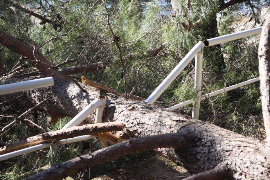 Metalna ograda se raspukla pod težinom palog stabla