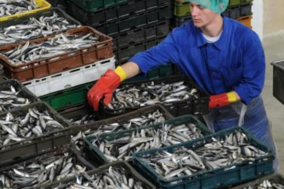 Tvornica Mirna (M. MIJOŠEK)