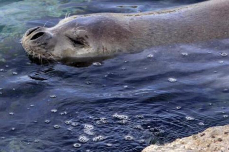 "Neka moja Istra blista" posvećena sredozemnoj medvjedici (G.Šebelić/CROPIX)