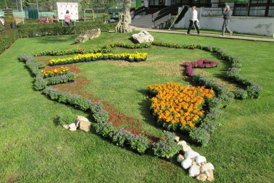 Cvjetna Istra- autor Patrik Vuica