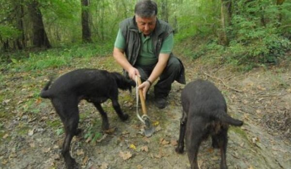 Uskoro se osniva istarska udruga tartufara