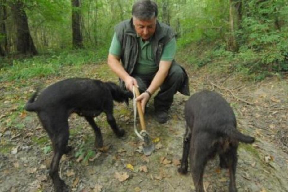 Cilj udruge je zaštita staništa i tartufarenja kao djelatnosti (M. MIJOŠEK)