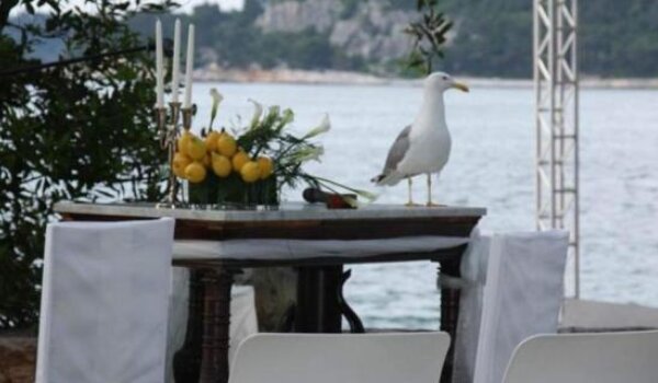 I Rovinj lažnim jajima protiv galebova