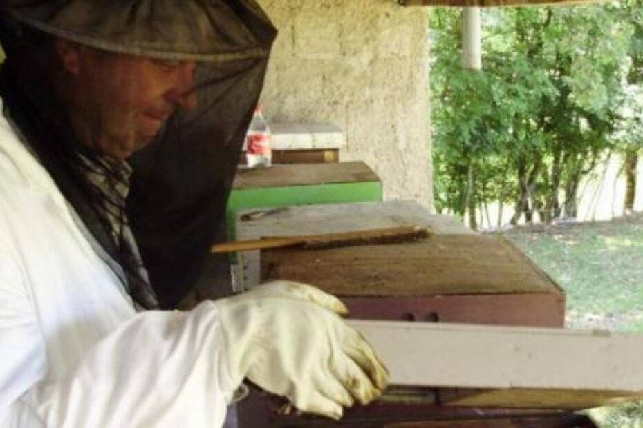 Očekivanog bagremovog meda u košnicama naprosto - nema (D. ŠIŠOVIĆ)