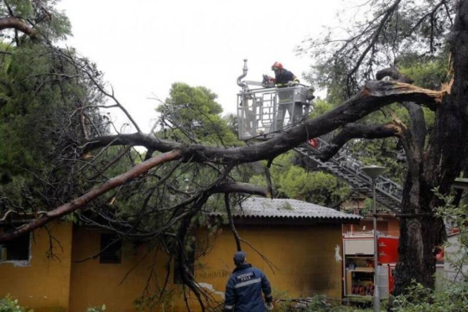 Stabla na Valovinama srušio je jak vjetar (Goran Šebelić / CROPIX)