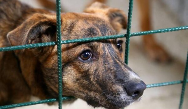 Imate li stotinjak kuna za pomoć životinjama? Priključite se crowdfunding kampanji za prikupljanje sredstava za non-kill azil u Hrvatskoj