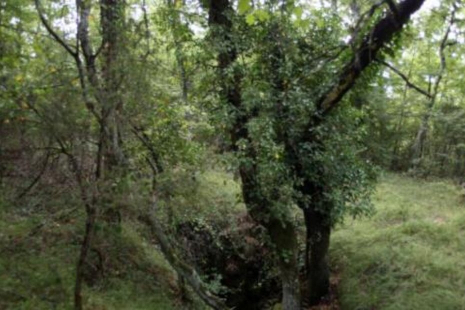 Jama Cerovica (M. SARDELIN)