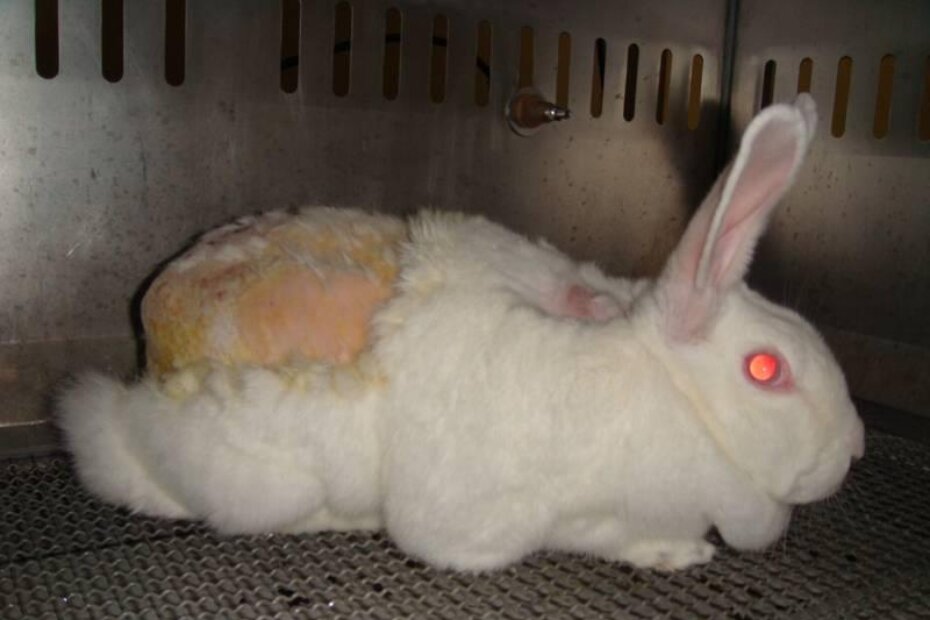 Kunić na kojem farmaceuti obavljaju test iritacija kože