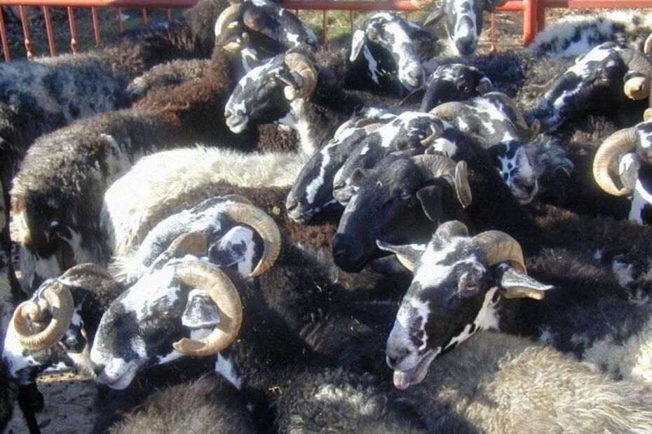 Istarska ovca sada na imanju obitelji Cetina na Stanciji Guran ima i matično stado (Davor ŠIŠOVIĆ)