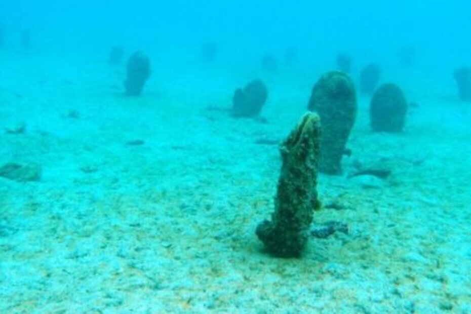 Periske snimljene u rovinjskom akvatoriju (Foto: Institut Ruđer Bošković)