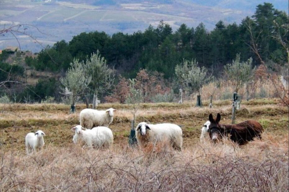 Ovce na slobodnoj ispaši pravile štetu