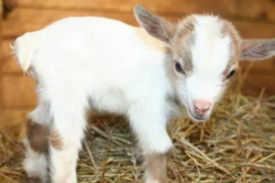 Ilustracija (blogs.discovery.com)