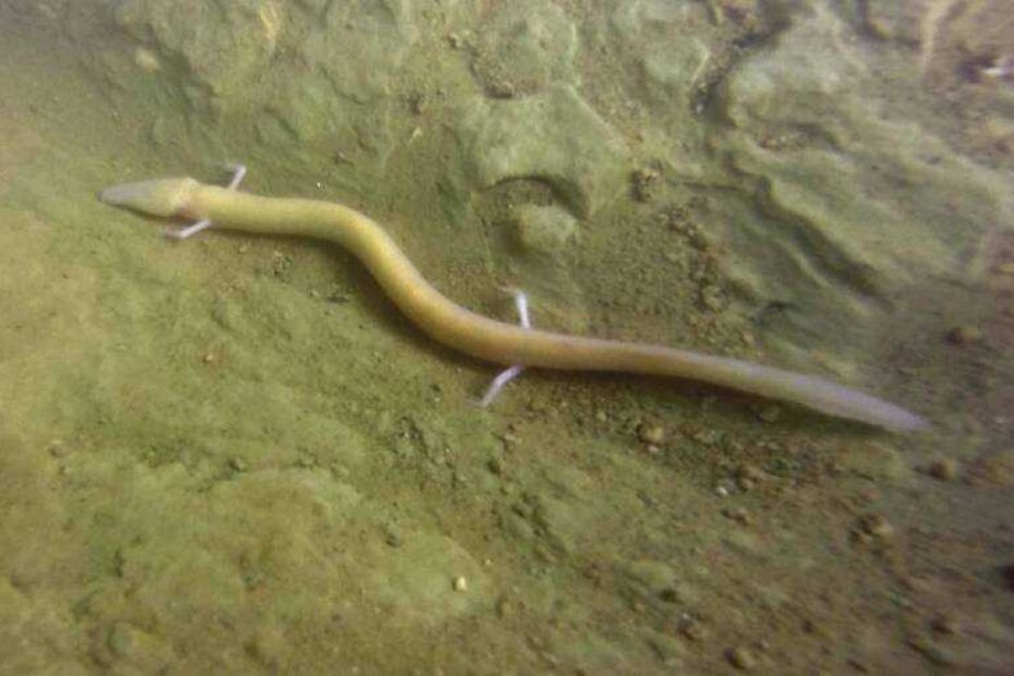 Čovječja ribica otkrivena u kanalu izvora Gradole na pedesetak metara udaljenosti od ulaza na 15 metara dubine (foto: Efrain Chavez Solis)