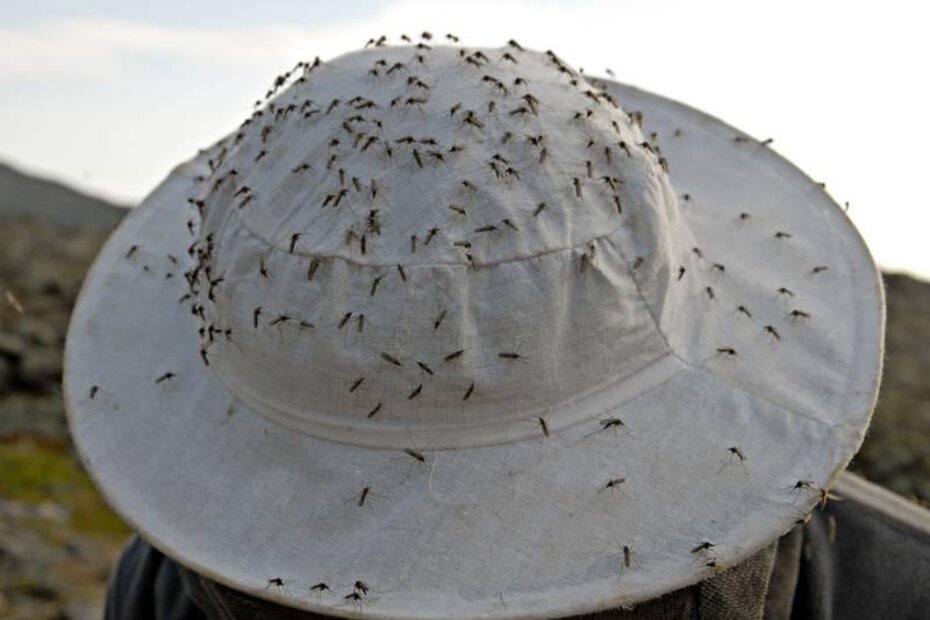 Komarci (Ilustracija, modernfarmer.com)