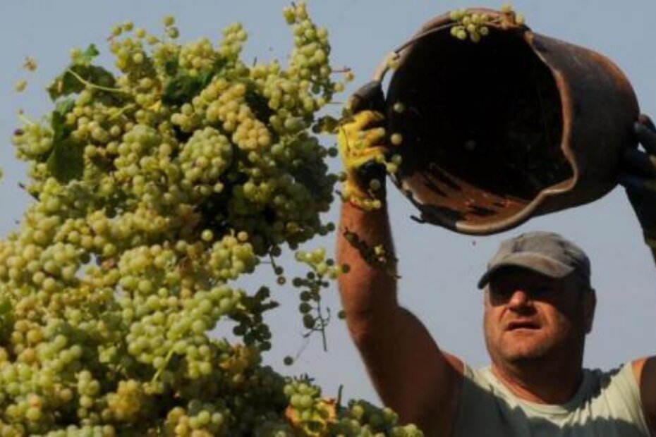 U Agrolaguninim vinogradima ubrat će se pet milijuna kilograma grožđa (M. MIJOŠEK)