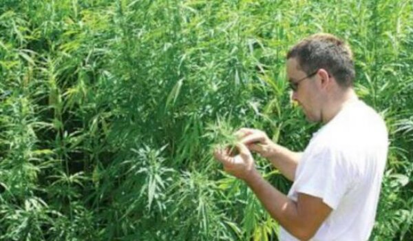 Medicinska konoplja može se legalno uzgajati i u Istri