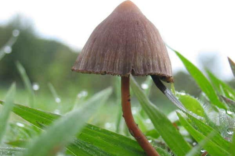 Ilustracija (Wikipedia, By Cactu - Photo by Cactu, CC BY-SA 3.0)