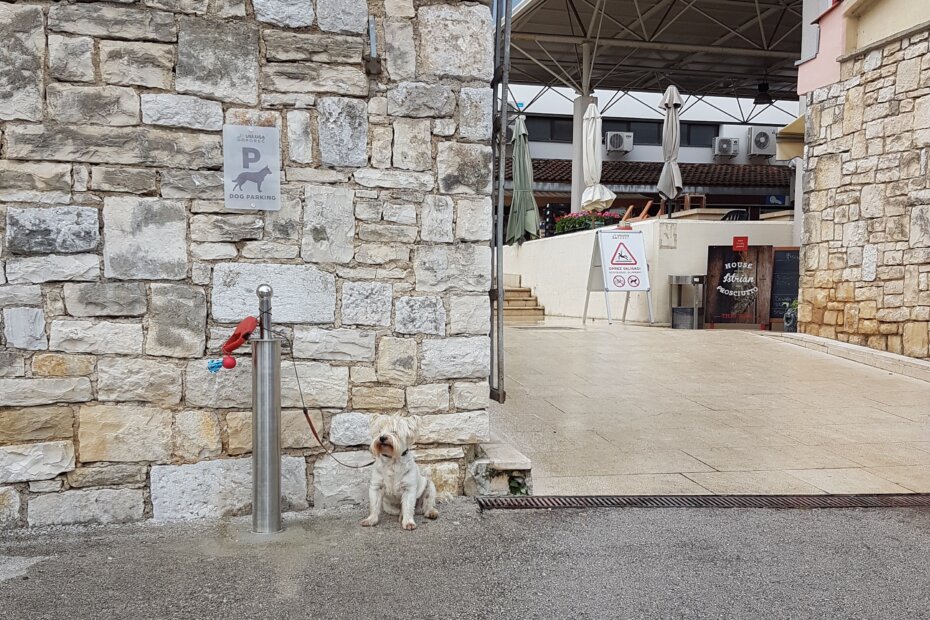 Psić "parkiran" pred gradskom tržnicom u Poreču