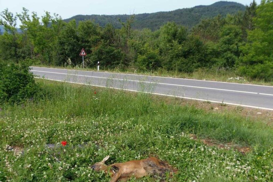 Lešina divljači odbačena u nasad lavande uz državnu cestu