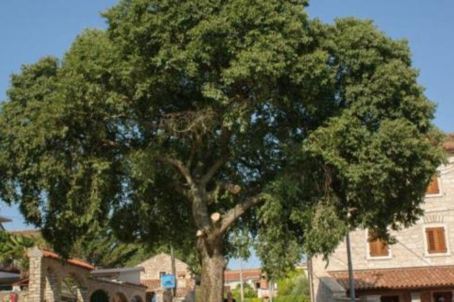 Stoljetna ladonja u Vabrigi