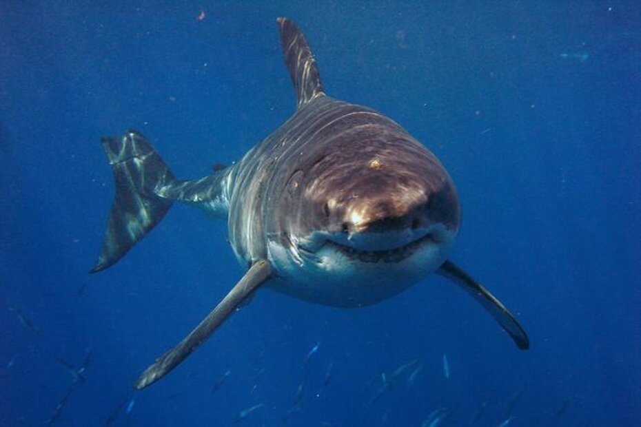 Kupači su vidjeli peraju i leđa na manje od 20 metara od plaže (Arhiva)