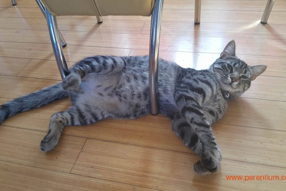 Odlutao je Abi, jeste li ga vidjeli?