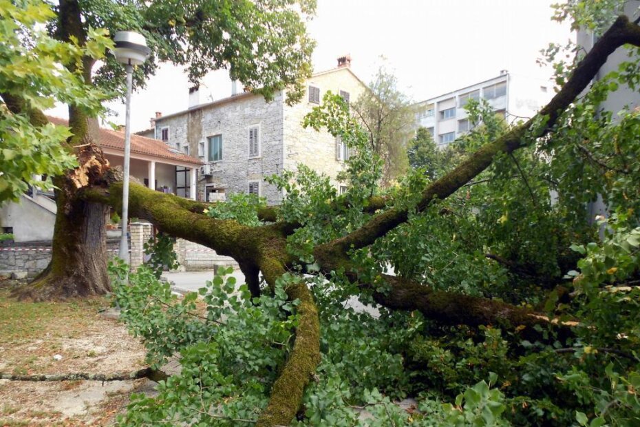 Bura srušila stablo (A. DAGOSTIN)